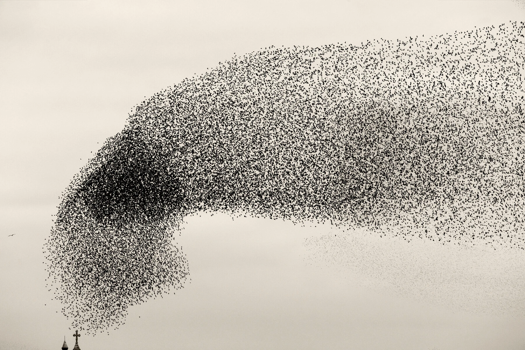 A vast murmuration of starlings arcing across the sky as one shifting body